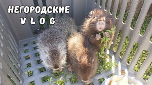 НУТРЯТА на прогулке. 10.03.26