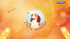 Путь домой. Кошка Соня