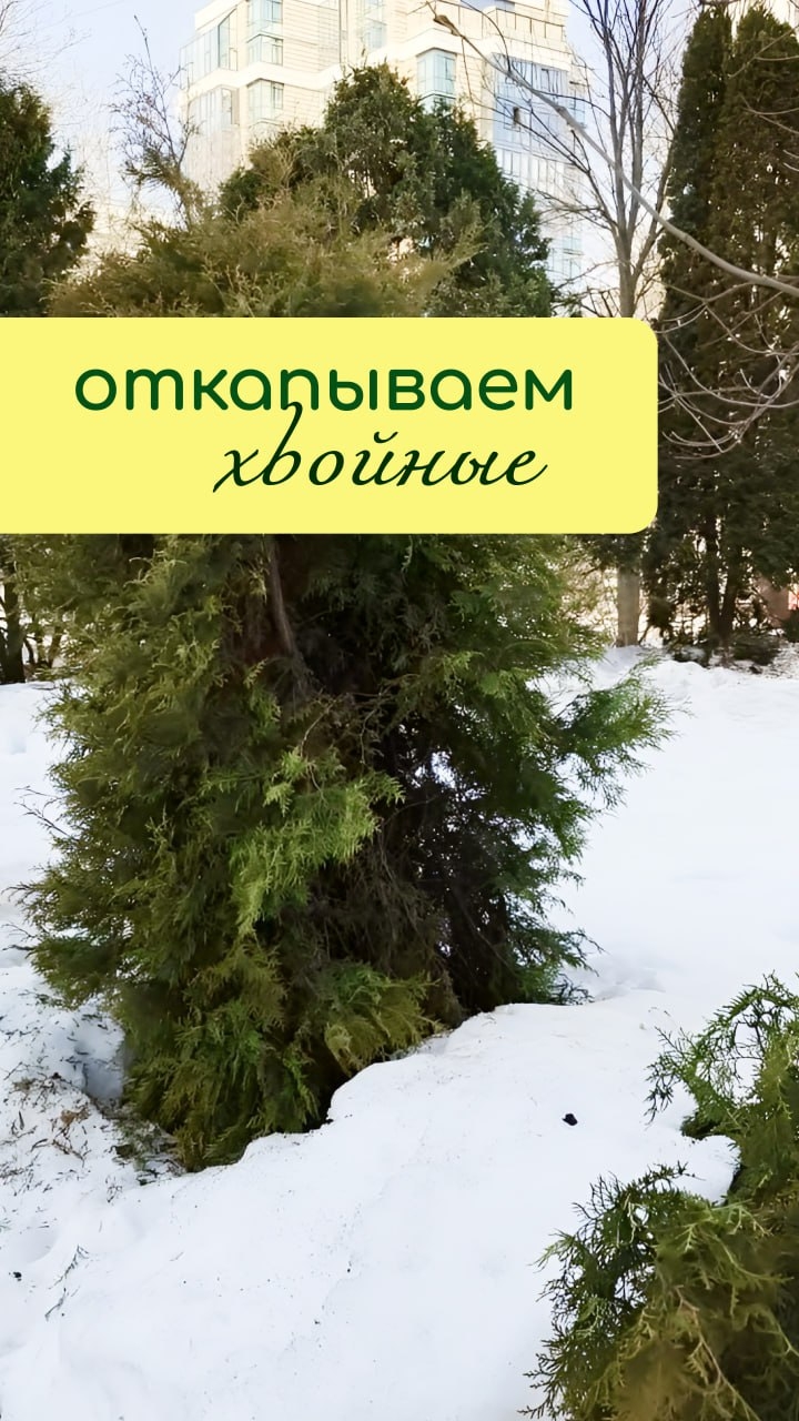 Откапываем ХВОЙНЫЕ