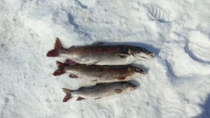 Зимняя рыбалка на реке Хор. Рыбалка на Ленка и Хариуса.