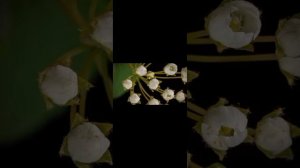 Прорастание семени музыка