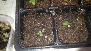 Пикирую петунию и другие растишки 13.03.26.