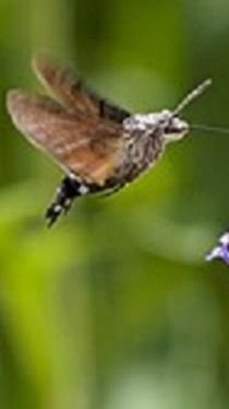 БРАЖНИК ( Macroglossum stellatarum)