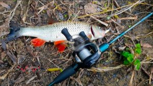 МАЙСКИЙ ГОЛАВЛЬ.  Кастинг ультралайт