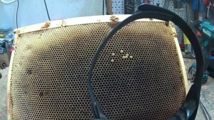 Расплод при суперхолодной зимовке.