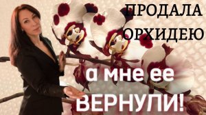 Орхидея из домашней коллекции после продажи вернулась ко мне!