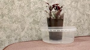 Носитель языка! Страничка надежды