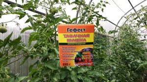 БЕЛОКРЫЛКА ИСЧЕЗАЕТ ОТ ЭТОГО ЧУДО-СРЕДСТВА