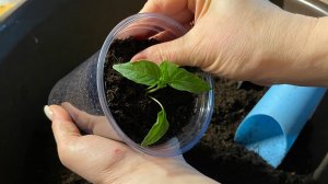 Пересаживаю перец только так, лучше способа я не видела!