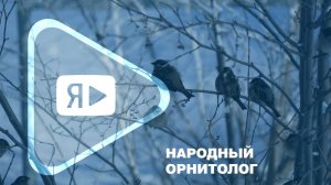 НАРОДНЫЙ ОРНИТОЛОГ / На Ямале проходит акция «Всероссийская перепись воробьев»