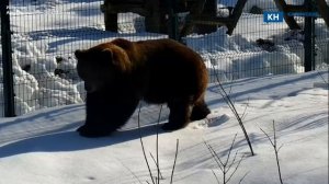 Авиамедведь Мансур вышел из спячки и рассмешил поклонников необычной походкой