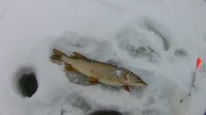 Рыбалка на жерлицы.Ловля окуня на балансир.