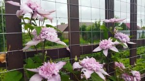 Четыре молоденьких клематиса в моем саду