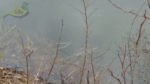 Как понять по приметам природы что начался жор щуки весной? Когда жор щуки весной?