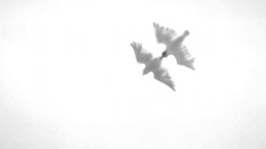 Крылья (исп. Дария Мирная)