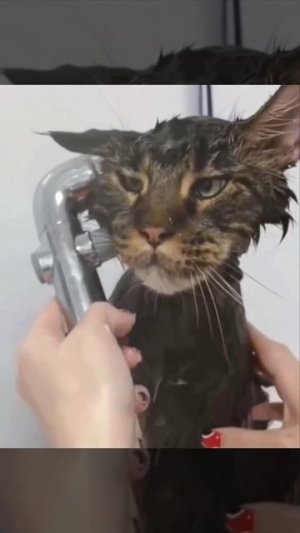 Вась, к телефону