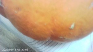 Обзор нашей последней тыквы урожая 2025 года (сорт "Богатырская сила")