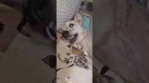 Снежок играется