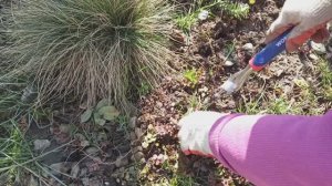 Испытываю ручной пропалыватель корней. Высадила Виолу в клумбу с первоцветами.