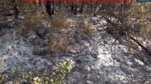 Информационная кампания «Останови огонь!» стартует с 15 марта в России