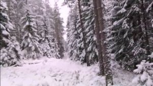 Россия Ленинградская область Бобочино поселок Поляны гора Церковная лета 2025/7534-2026/7535