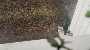 В нашем доме поселился замечательный сосед... 🐦