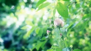 12 минут наедине с собой. Эта практика изменит всё