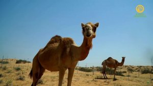 ДНК животных. Анонс. Канал В Мире Животных