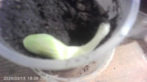 Некоторые проросшие семена тыква мама пересадила из утробы тыквы в горшочки