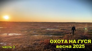 ОХОТА НА ГУСЯ-ВЕСНА 2025 (часть 3) #охотанагуся #охотанаболоте #путешествия