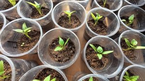 11.03.2026 // Сломала руку // Пересадила розы // Почистили с Сашей гладиолусы