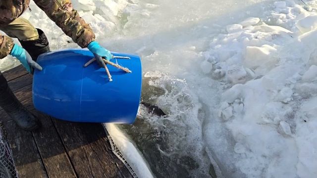 13 МАРТА ЗАПУСК 80 КГ.