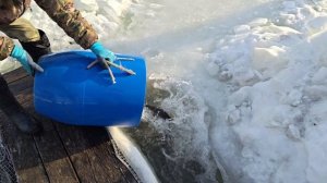 13 МАРТА ЗАПУСК 80 КГ.