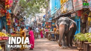 Прогулка по Джодхпуру: от форта Мехрангарх до Часовой башни. Настоящие улицы Раджастхана, Индия.