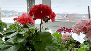 КТО ИЗ ПЕЛАРГОНИЙ УЖЕ ЗАЦВЕТАЕТ, И КАК ВЫГЛЯДЯТ ЧЕРЕНКИ ПО ПРЕДЗАКАЗАМ