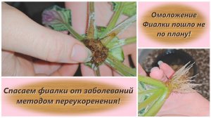 Омоложение Фиалки пошло не по плану! Спасаем фиалки от заболеваний методом переукоренения!