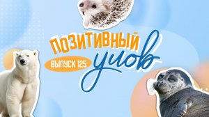 Спасение маленькой нерпы и прогулка в компании домашнего ежа. "Позитивный улов"