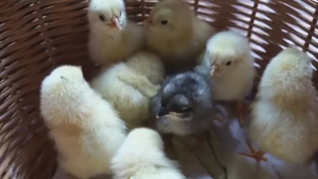 Какие куры несут больше яиц. Кросс Коралл.