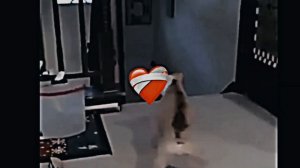 Кошки против собак