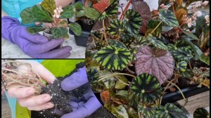 Контейнер с бегониями. Обновляю грунт и объёмы. Секретики выращивания бегоний в домашних условиях