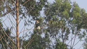 Бигоди парк в Уганде, отправляемся искать птиц и животных