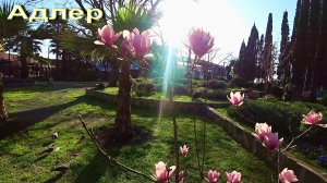 АДЛЕР. ЦВЕТЁТ МАГНОЛИЯ. ПЛЯЖ ЧАЙКА. УСТЬЕ МЗЫМТЫ. МАНДАРИН. НАБЕРЕЖНАЯ.