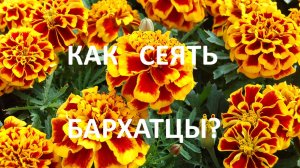 Как сеять бархатцы  на   рассаду ?( из своих семян -классический способ)