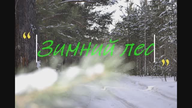 ЗИМНИЙ ЛЕС