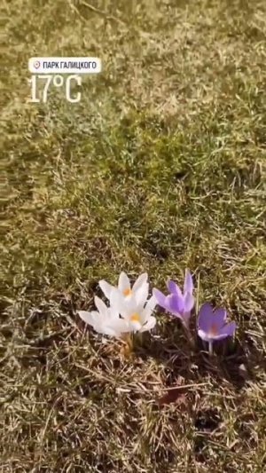 На юге России распускаются первоцветы.Парк Галицкого.