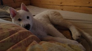 С четырёх утра