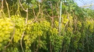 Не знаю. как кто, а мы уже дегустируем виноград😋 Это 8 июля - как Вам дата созревания!?!!!