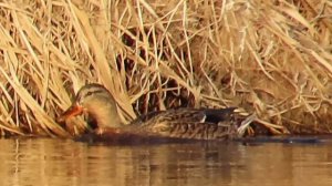 Утка и селезень 13 марта 2026 на Ижоре.