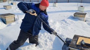 Освободил от снега летки ульев