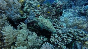 Панглао 2026. Первый день погружений Black Forest, Divers Heaven